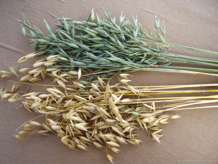 Овсюг сухоцвет