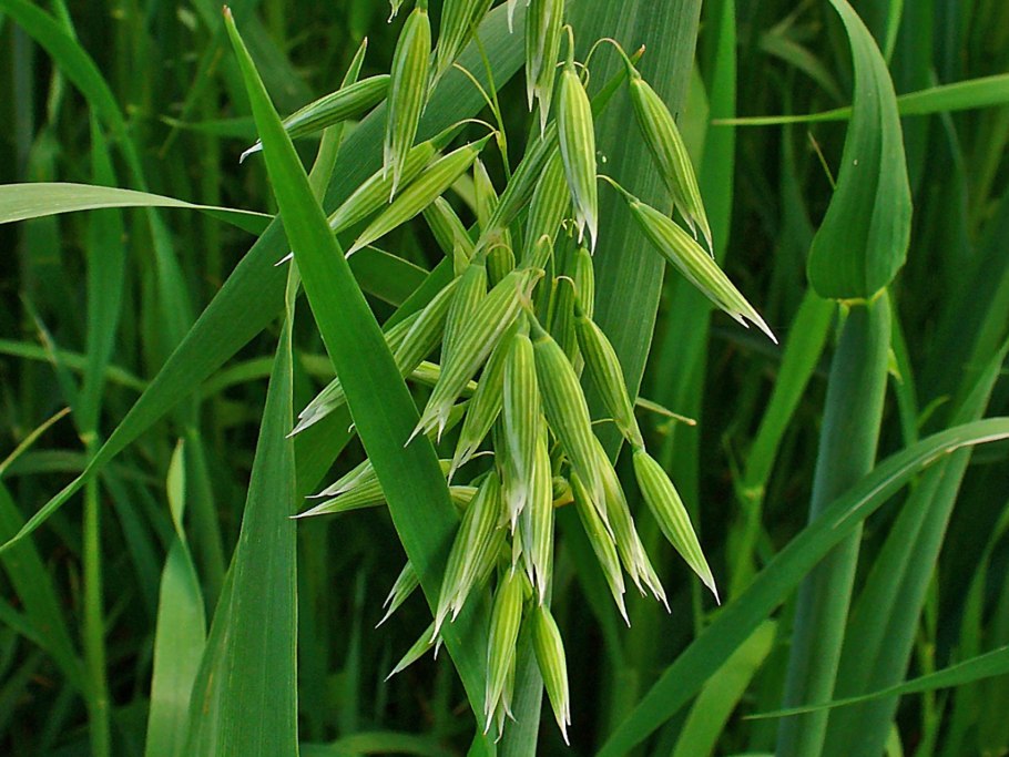 Овес пророщенный сидерат