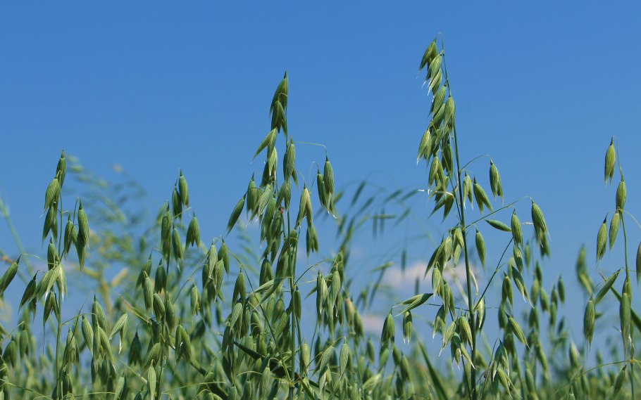 Овсюг и овес