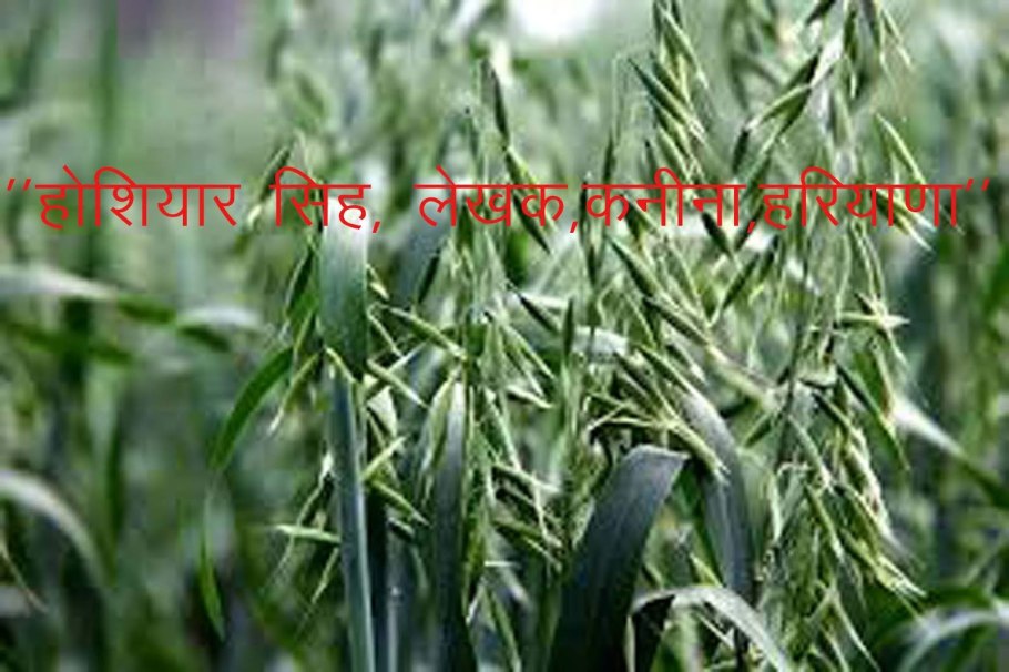 Трава овсюг