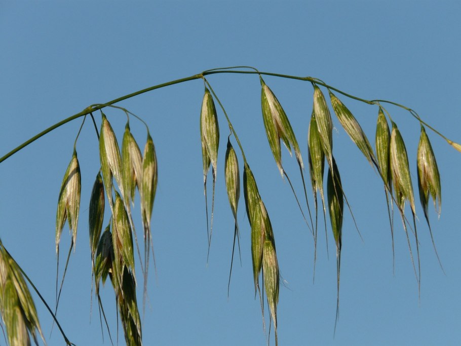 Дикий овсюг