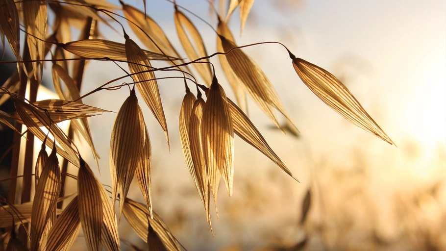 Овёс злаковое растение