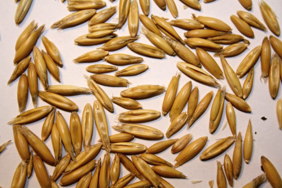 Овес (семена, 500 г)