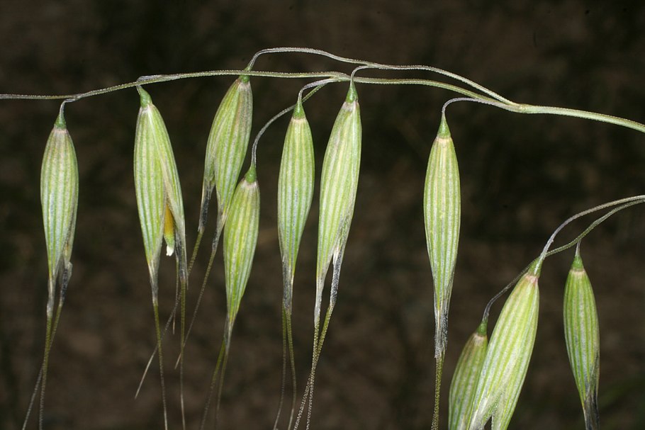 Овсюг (Avena fatua),