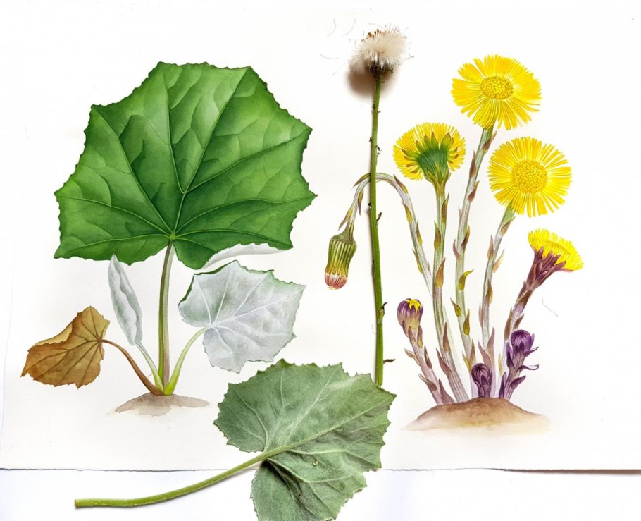 Мать-и-мачеха растение ГФ