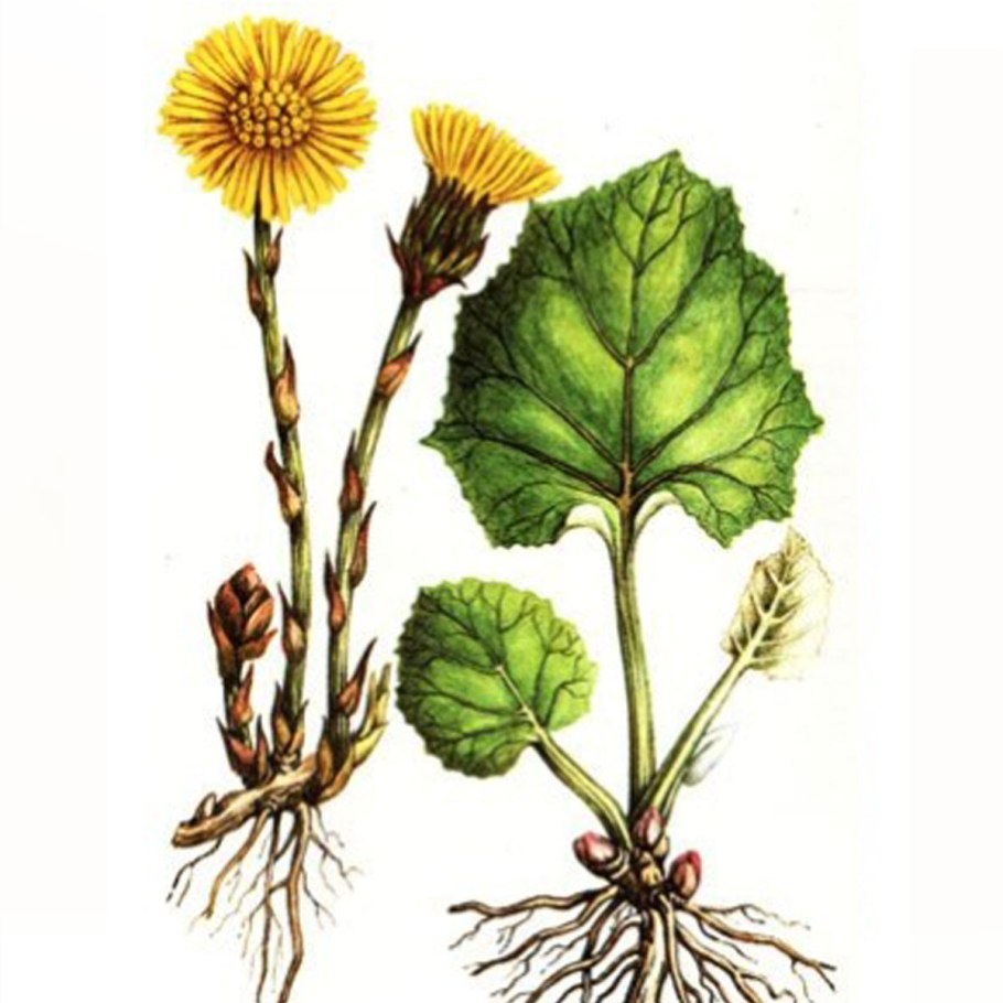 Мать-и-мачеха растение ГФ