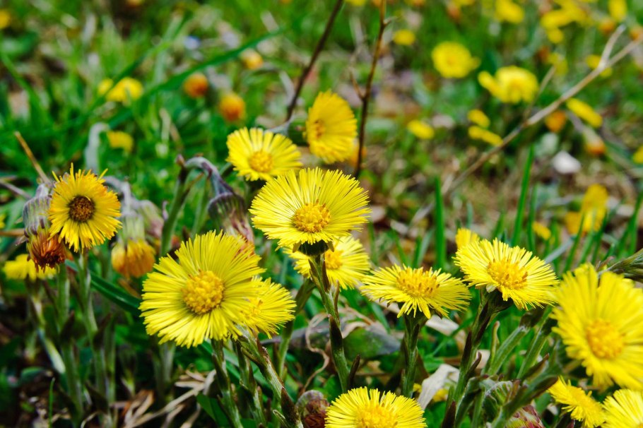 Мать и мачеха цветок