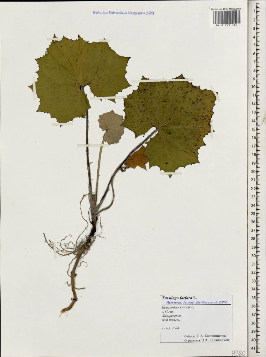 Мать и мачеха обыкновенная гербарий