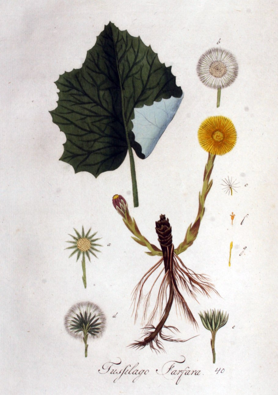 Tussilago Farfara Ботаническая иллюстрация
