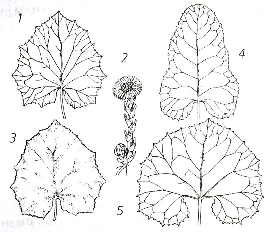 Форма листа мать и мачехи и белокопытника