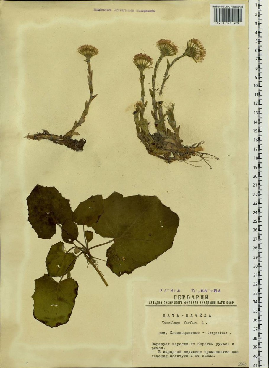 Мать и мачеха обыкновенная гербарий