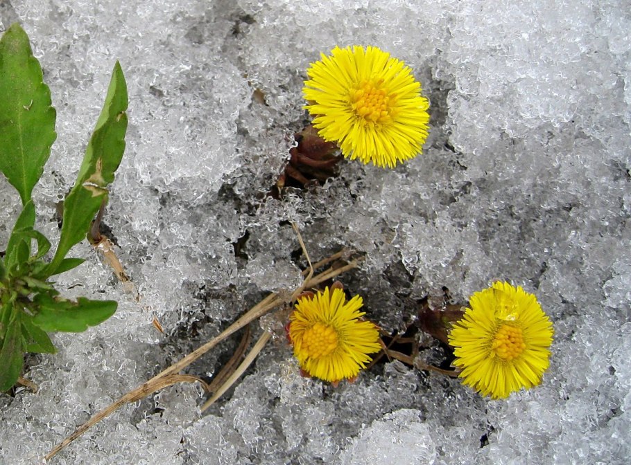 Мать-и-мачеха - Tussilago Farfara