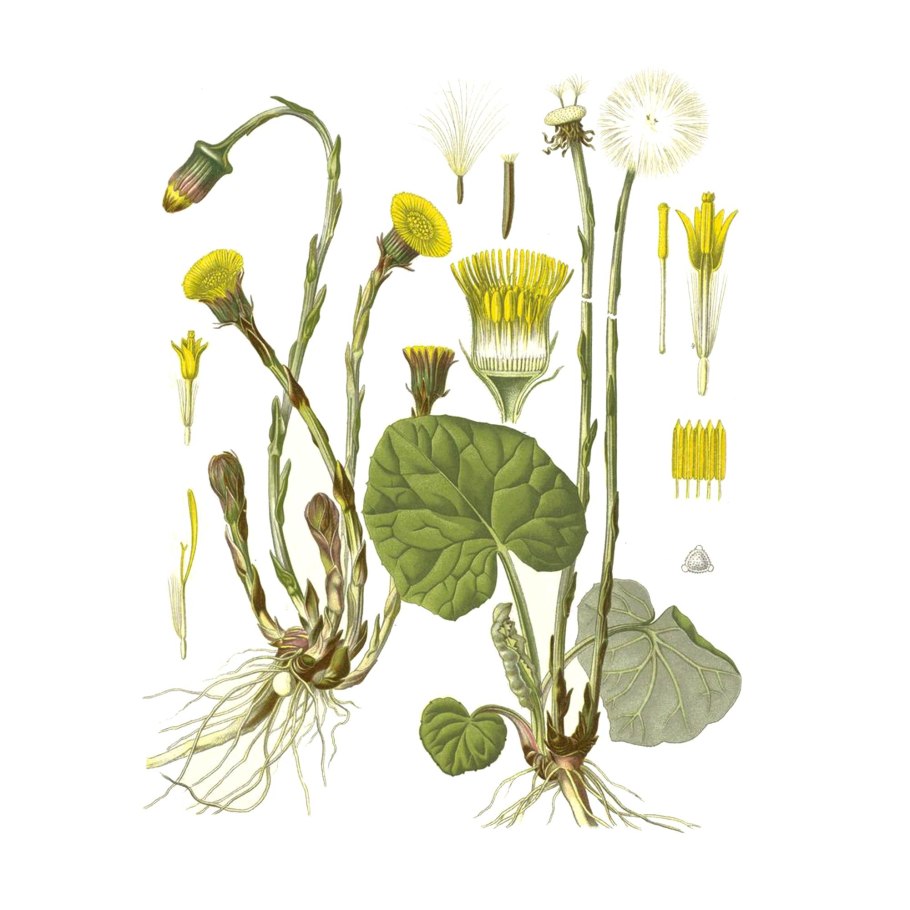 Мать-и-мачеха обыкновенная