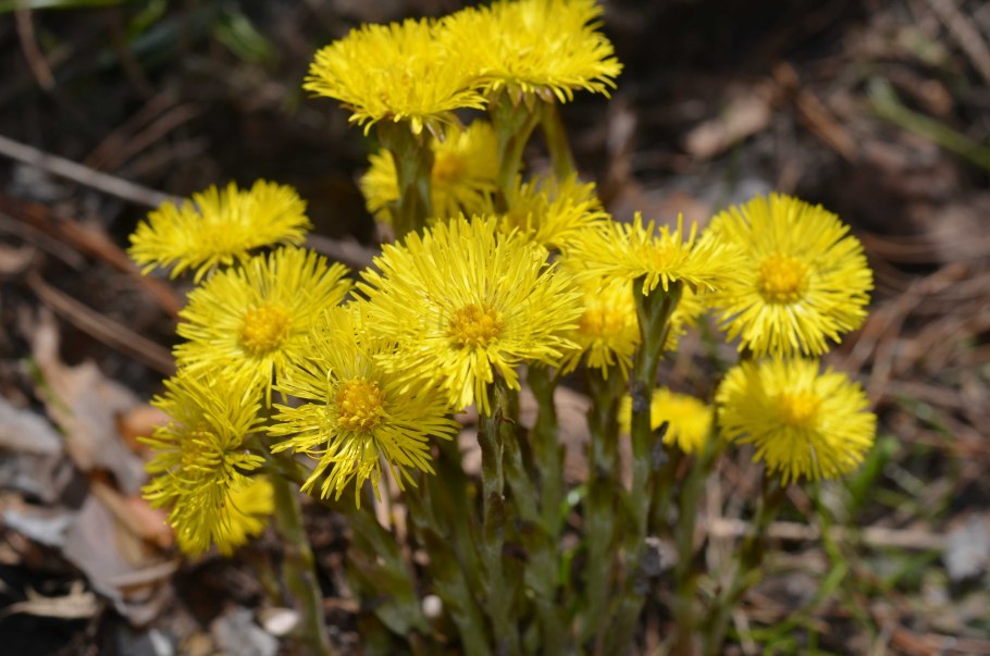 Мать и мачеха цветок