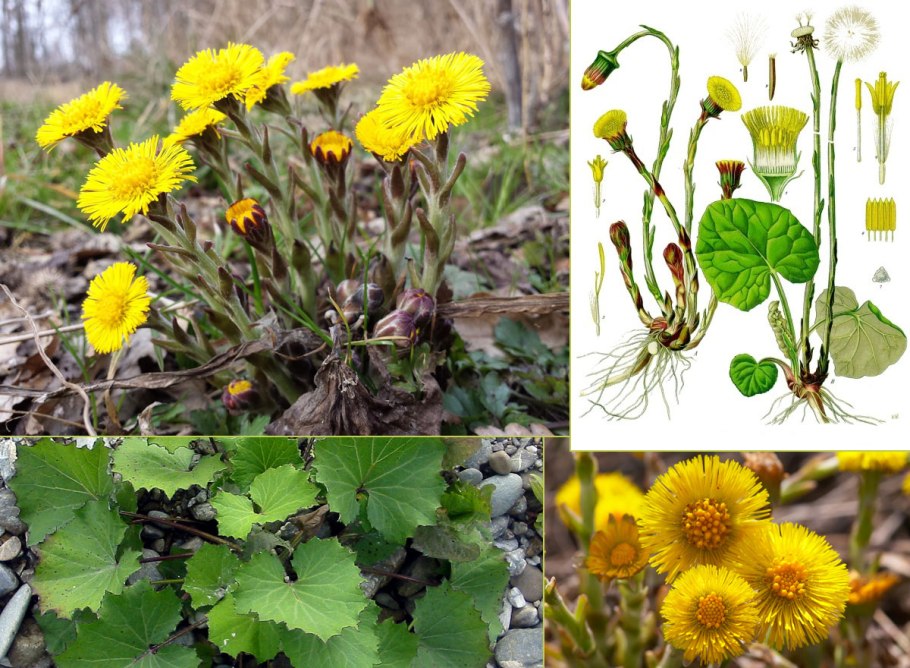 Мать-и-мачеха сорные растения