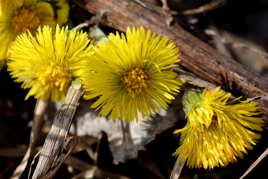 Цветы первоцветы мать и мачеха