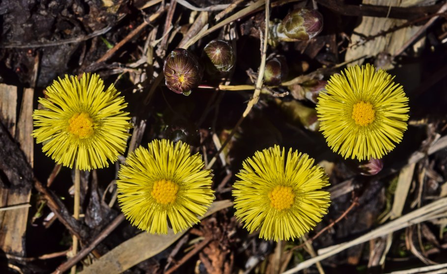 Tussilago Farfara on Stones