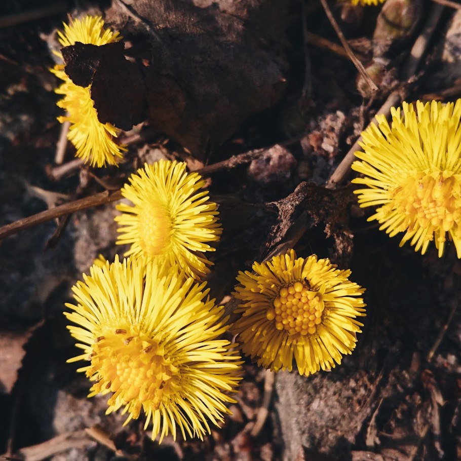 Мать и мачеха цветок