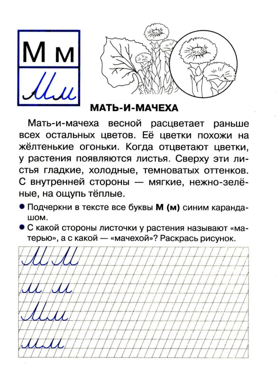 Мать-и-мачеха (мать-и-мачеха)