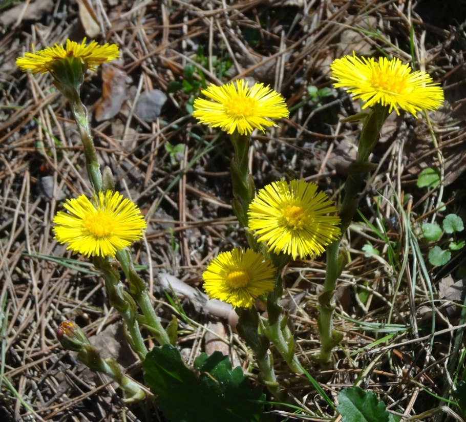 Мать-и-мачеха (мать-и-мачеха)