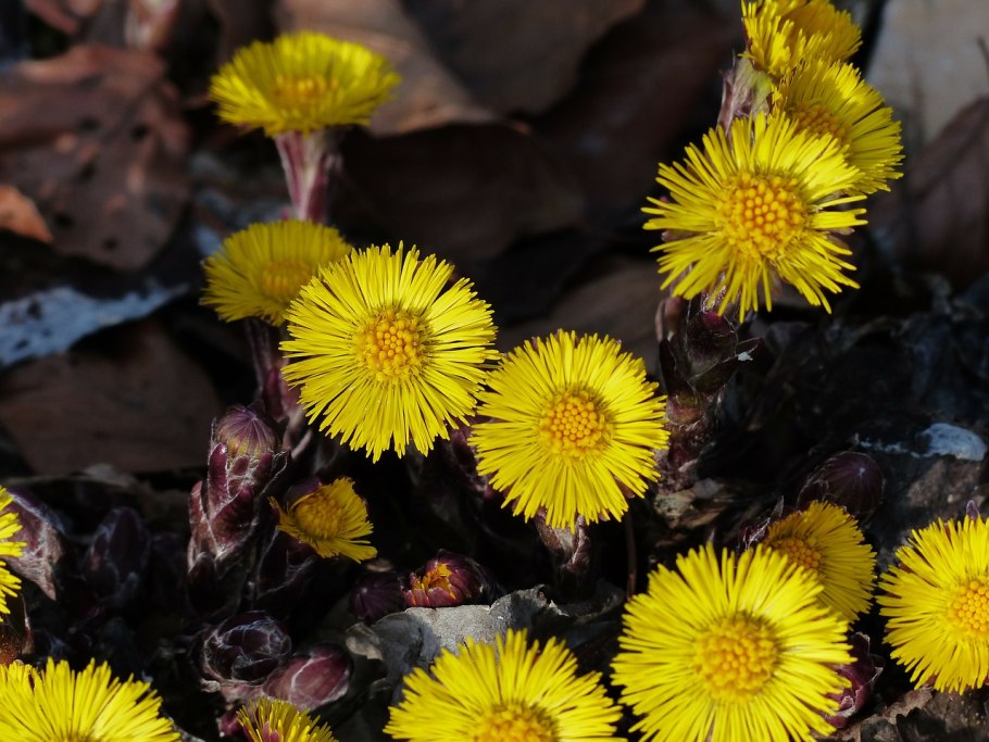 Tussilago Farfara листья