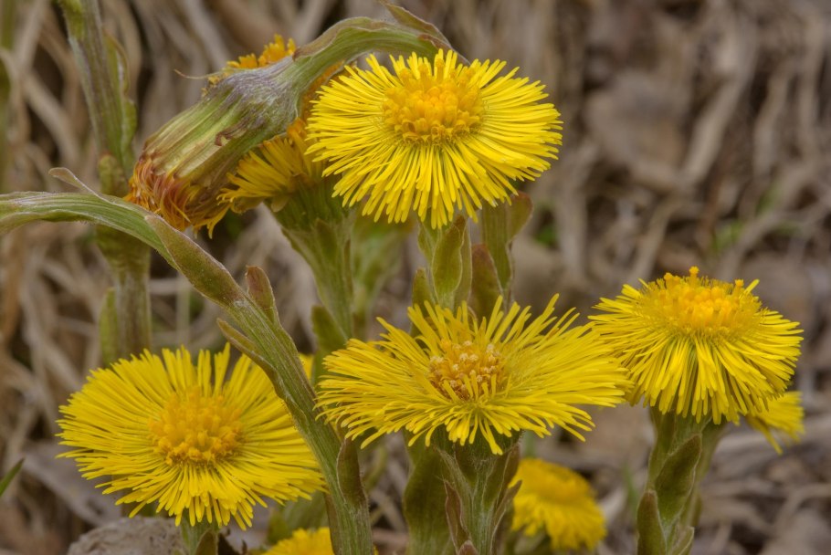 Мать-и-мачеха (мать-и-мачеха)