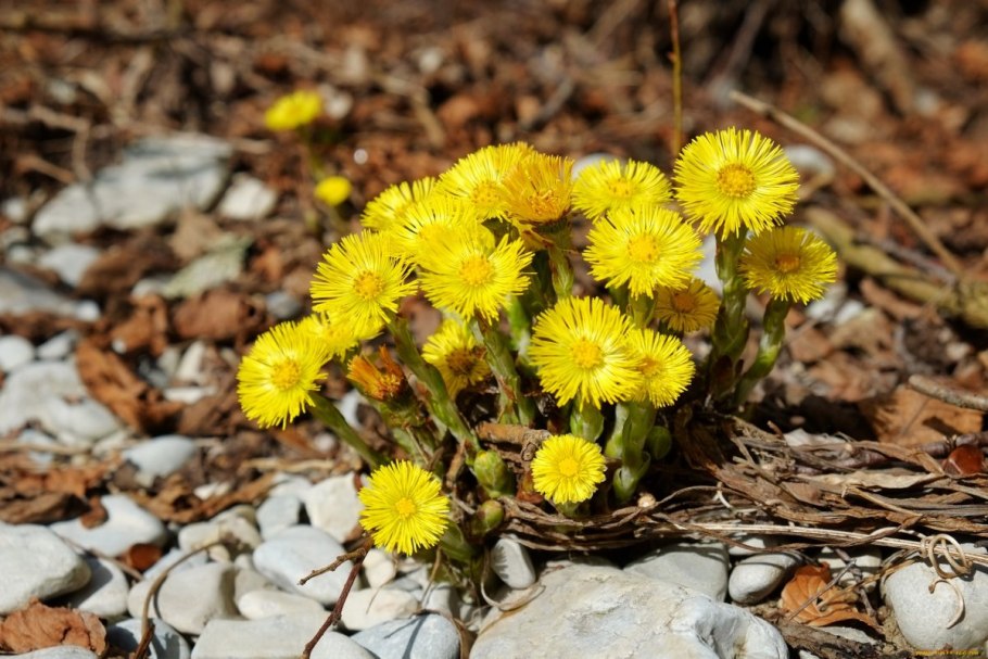 Первоцветы мать-и-мачеха