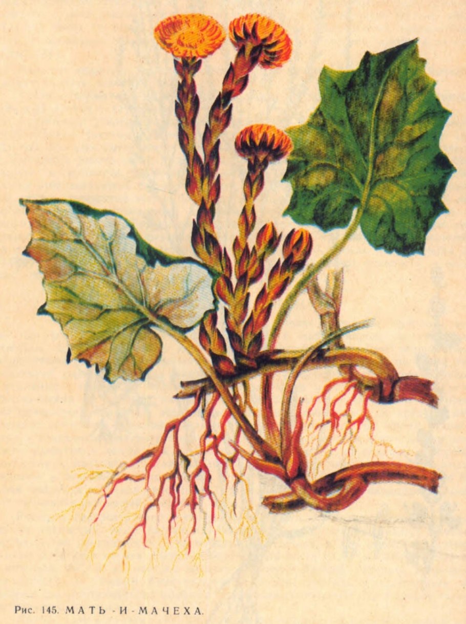 Мать и мачеха обыкновенная гербарий