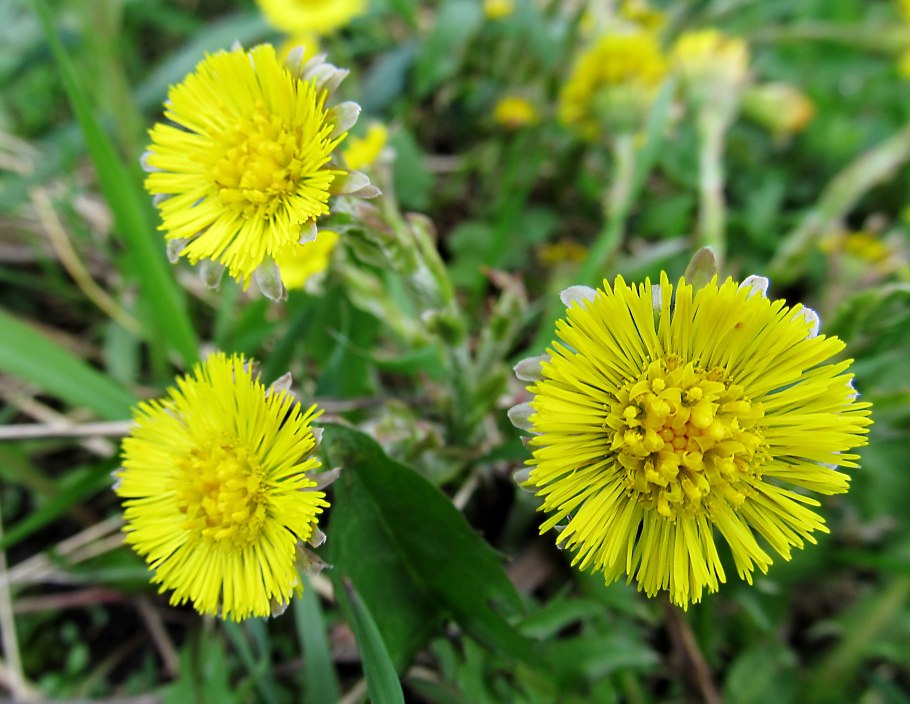 Матьимачеха трава целебные