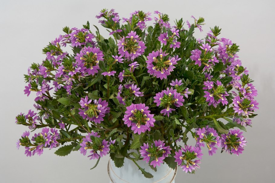 Сцевола Блю тач