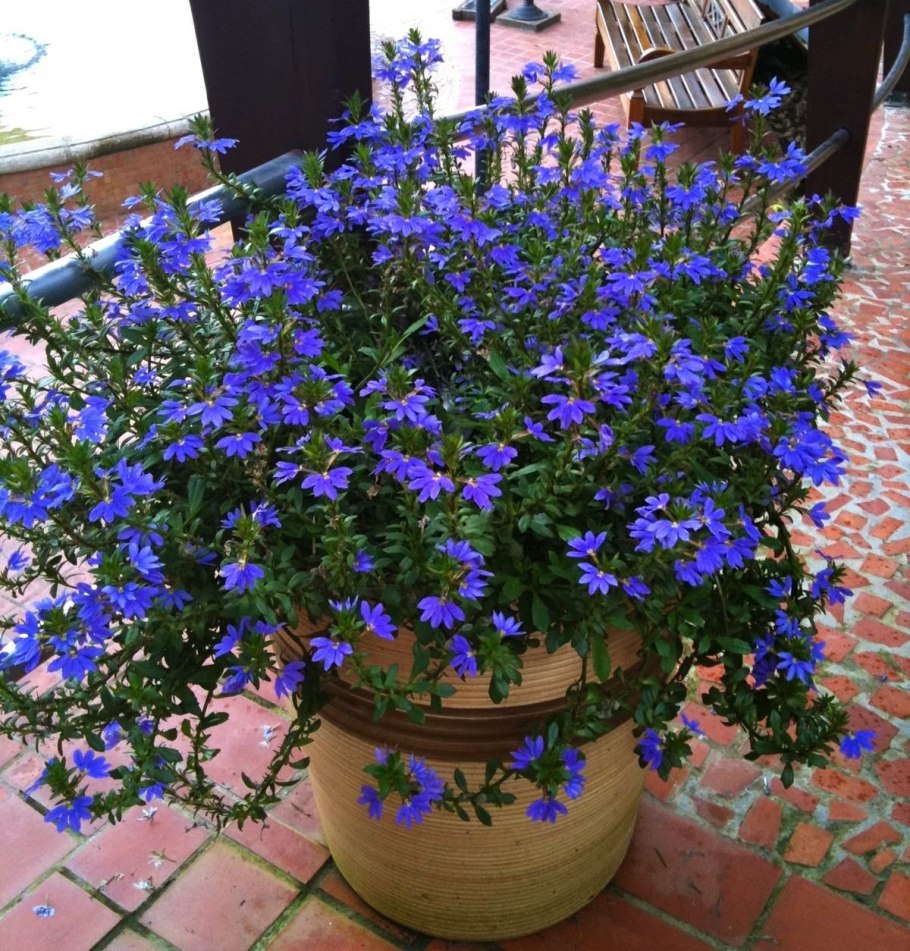 Сцевола Вайт тач