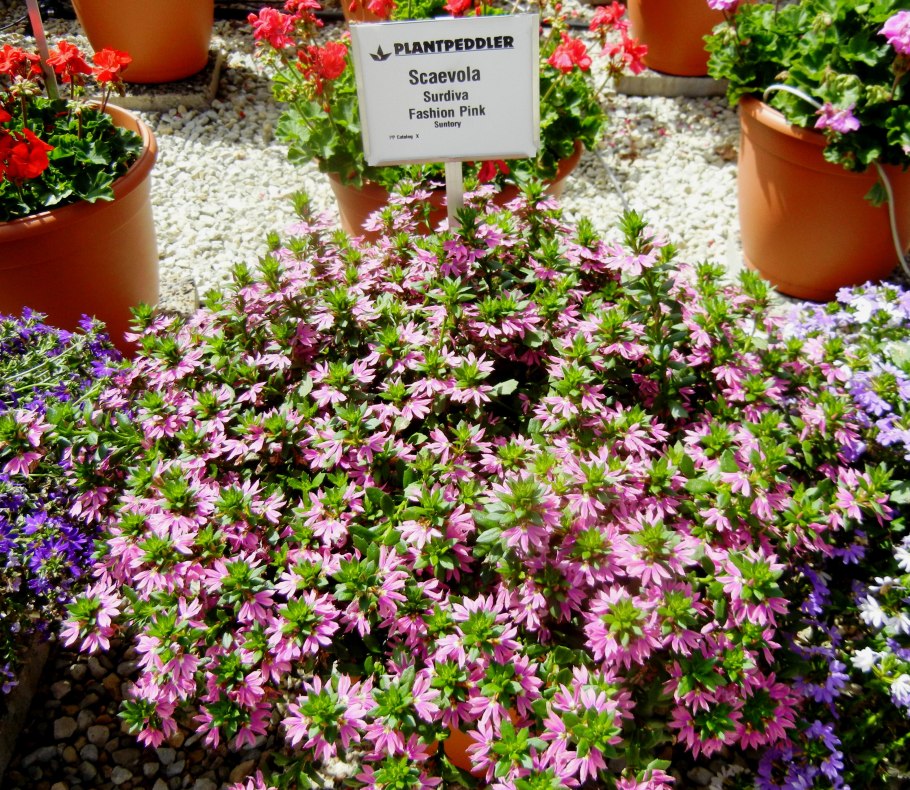 Петуния и лобелия