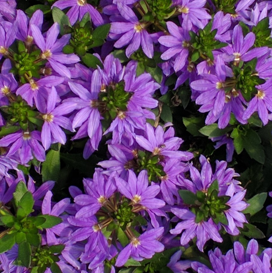 Цветок Сцеволе