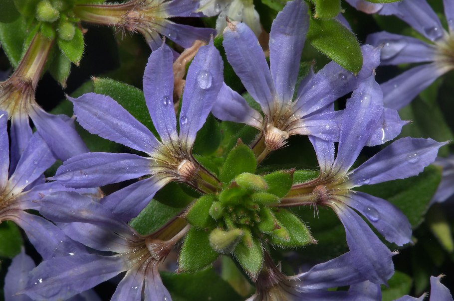 Сцевола ампельная семена