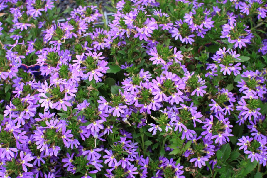 Сцевола однолетник