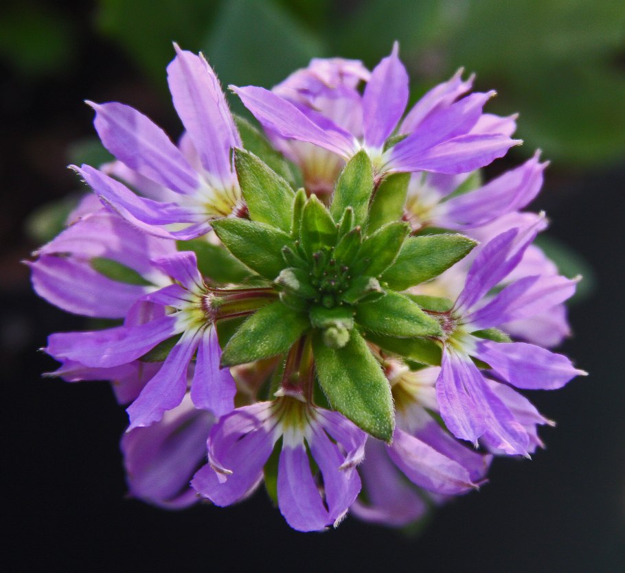 Лобелия сцевола