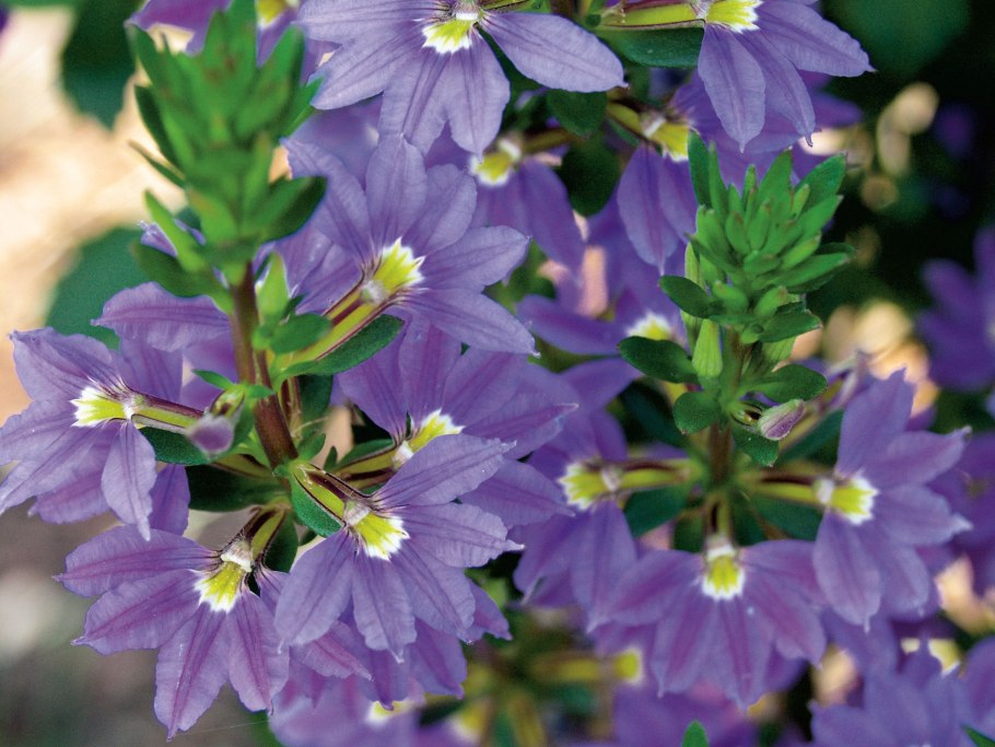 Сцевола ампельная