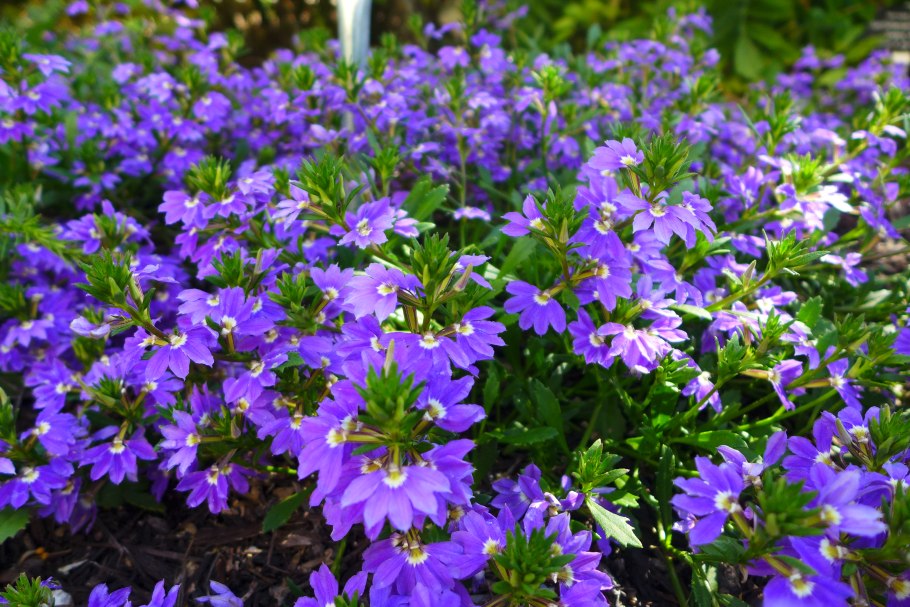 Сцевола однолетник