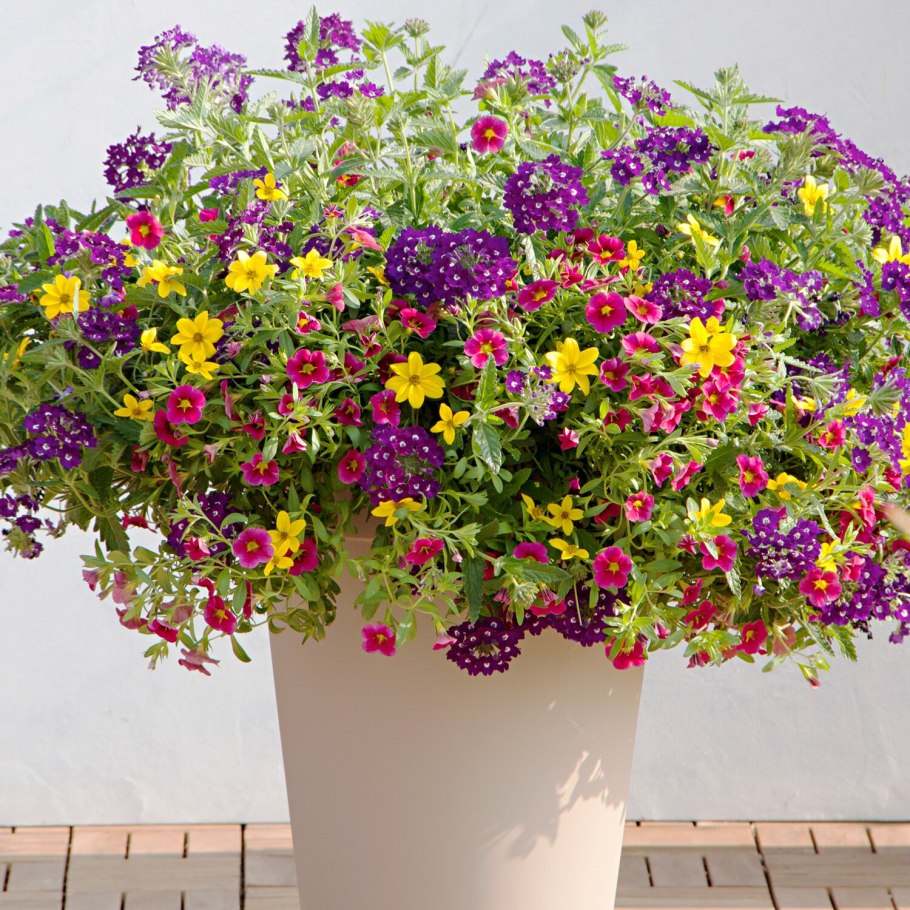 Сцевола цветок многолетняя