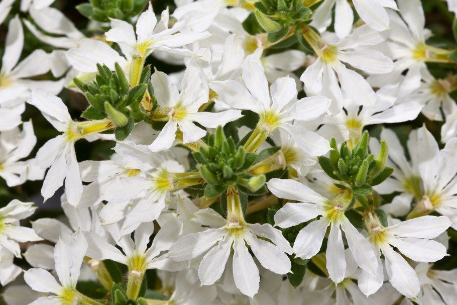 Сцевола голубая