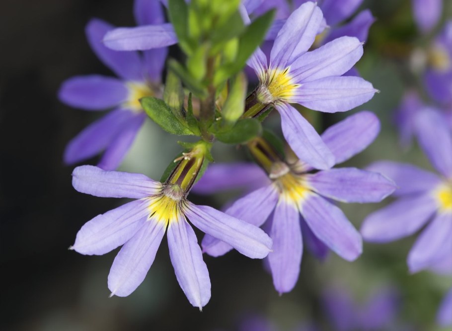 Scaevola crassifolia