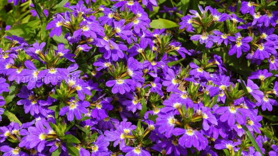 Сцевола однолетник