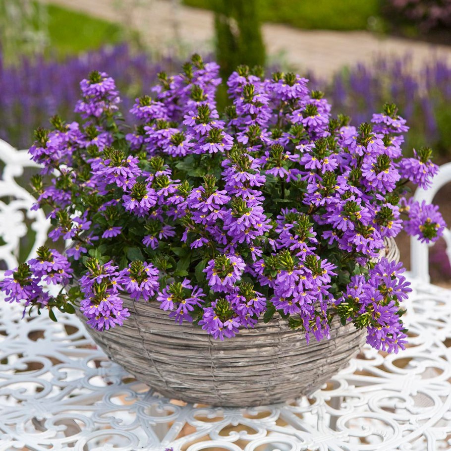 Сцевола однолетник