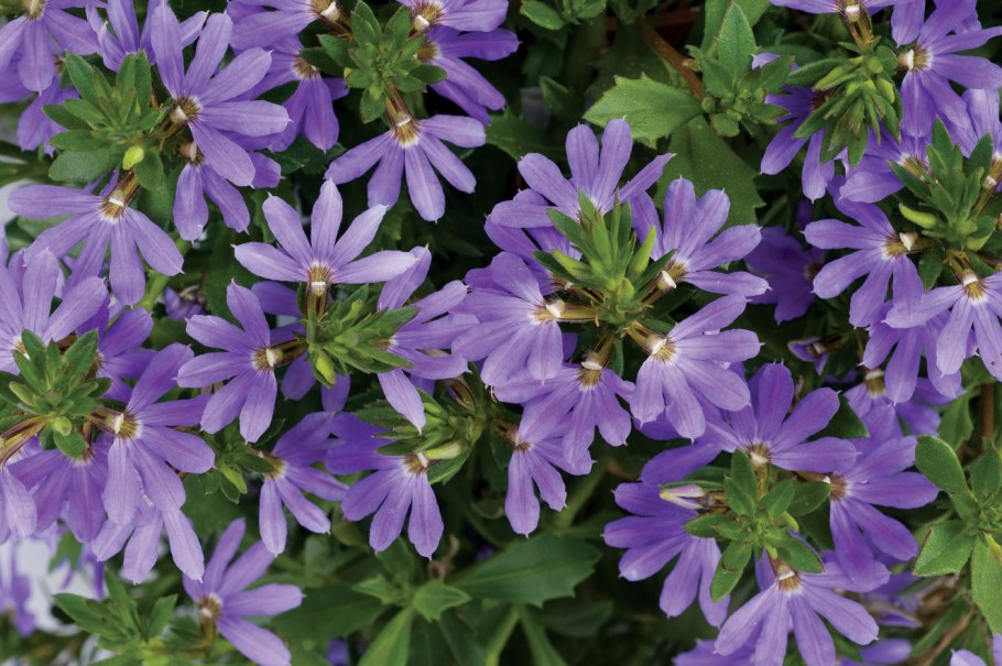 Сцевола перпл Хейз