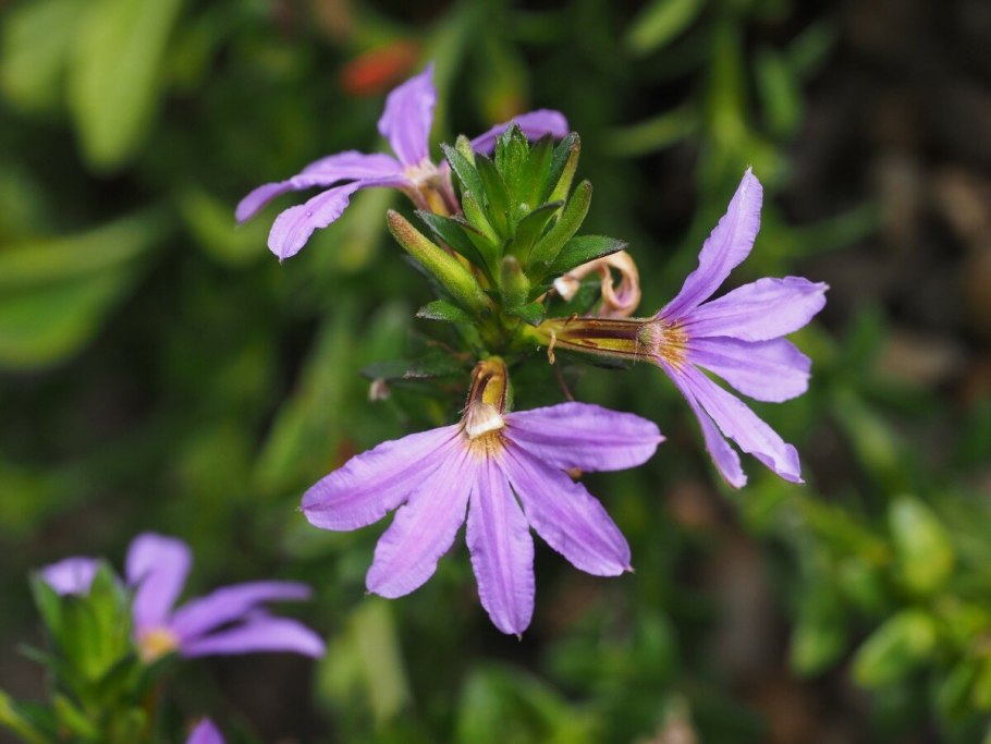 Сцевола ампельная