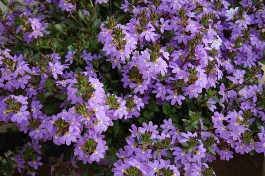 Сцевола семена