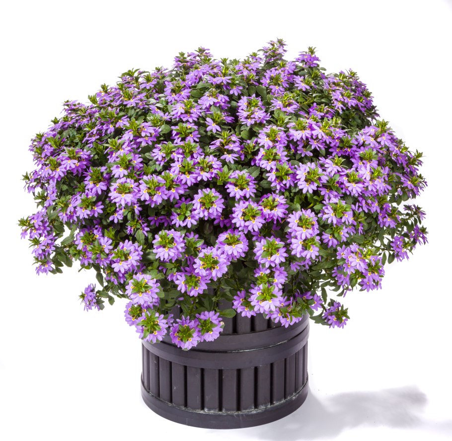 Лобелия сцевола