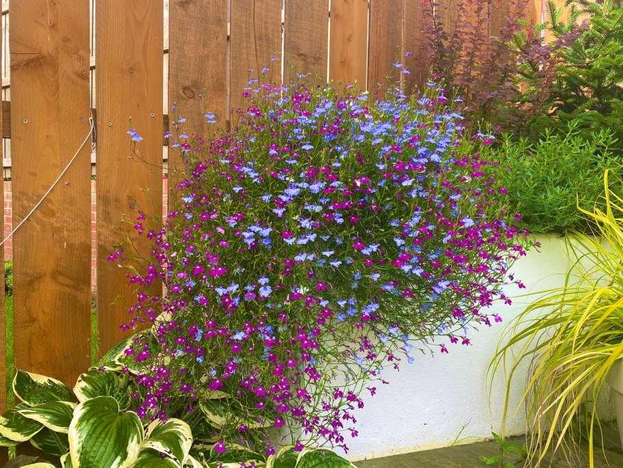 Сцевола сапфир