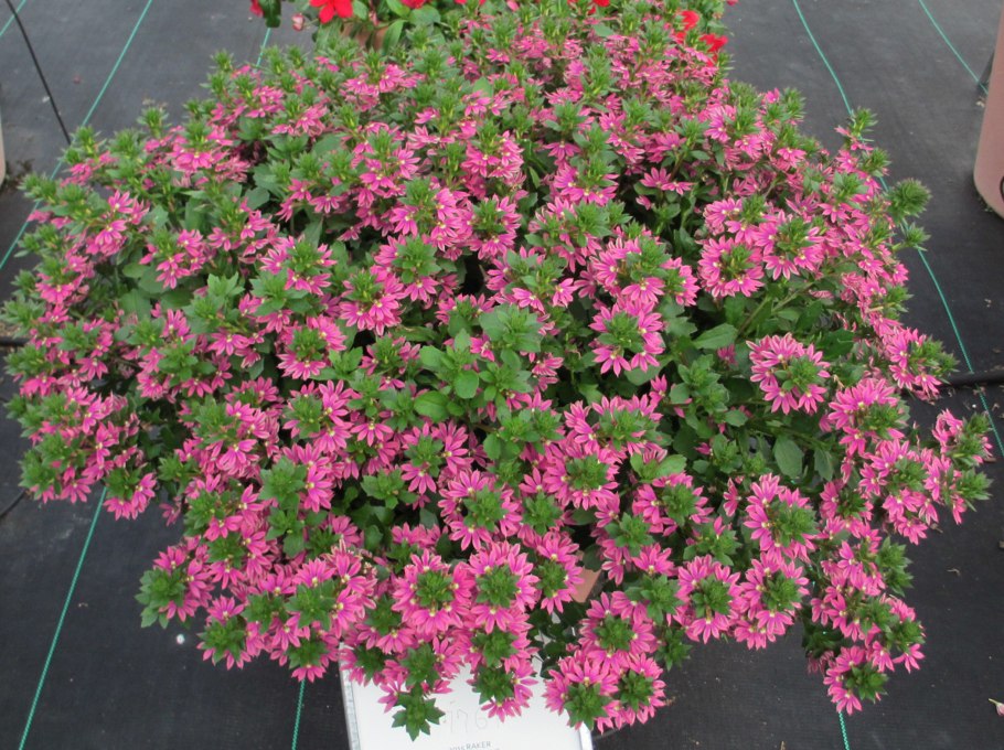 Сцевола ампельная