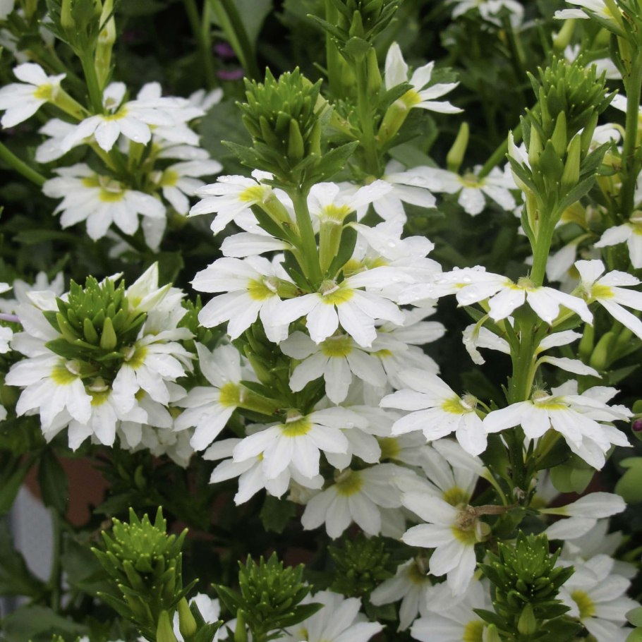 Сцевола вегетативная